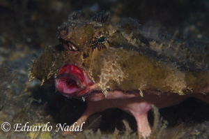 batfish by Eduardo Nadal 